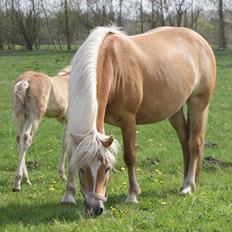 Tyroler Haflinger Valua <3