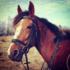 Standardbred Jaqueline Egely "Luna"