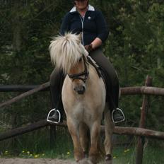 Fjordhest Bay`s Capre