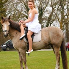 Connemara Moneyveen Smokie (Conni)