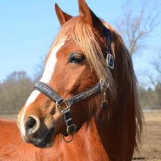 Palomino Reballe Galium (Gabriel)