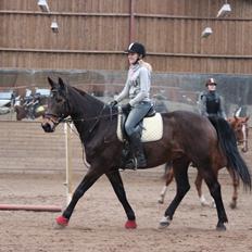 Pinto Bariolé Déja Vú