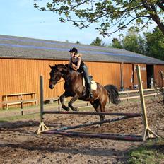 Pinto Bariolé Déja Vú