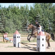 Pinto Bariolé Déja Vú