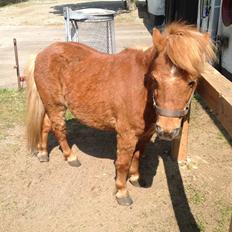 Shetlænder Chalotte