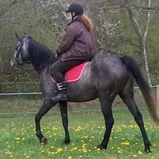 Anden særlig race Payback