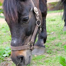 Anden særlig race Emma