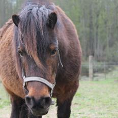 Shetlænder Bloom