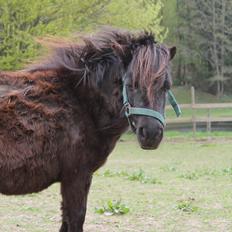 Shetlænder Skovvangens Mischa