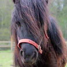 Shetlænder Endemoselunds Milton