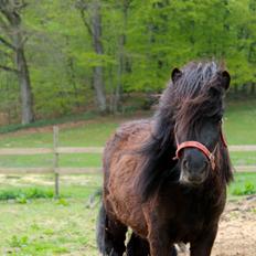 Shetlænder Endemoselunds Milton