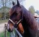 Barockpinto Lundsmindes Zafir