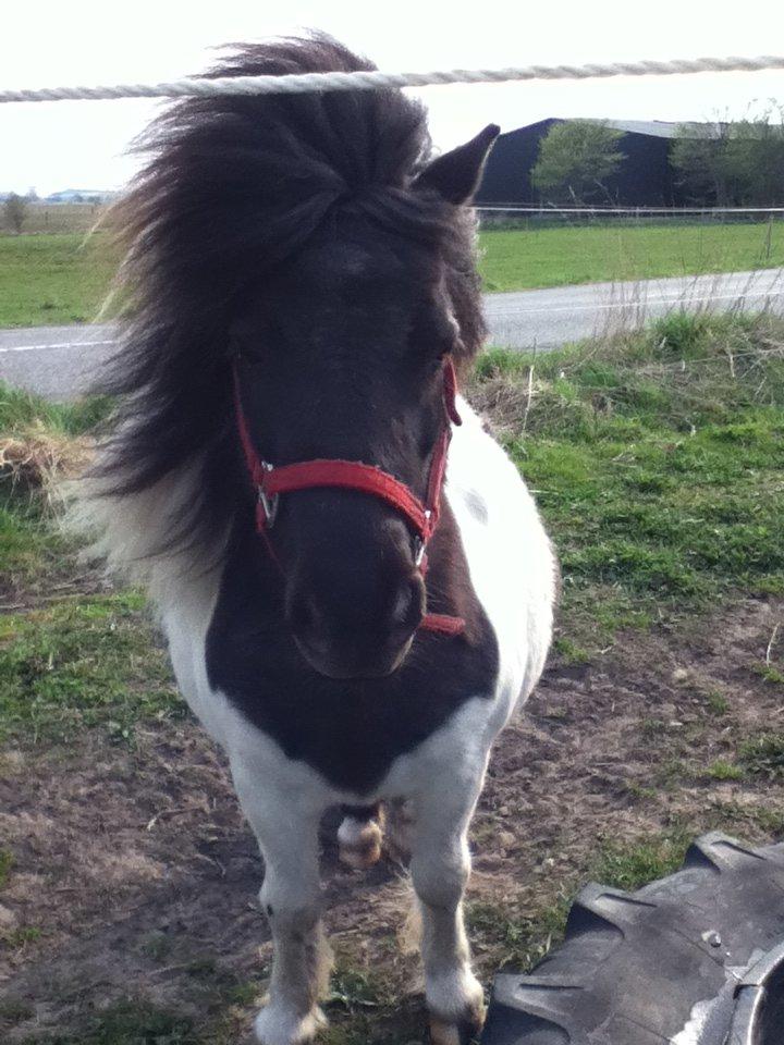 Shetlænder Mille billede 1