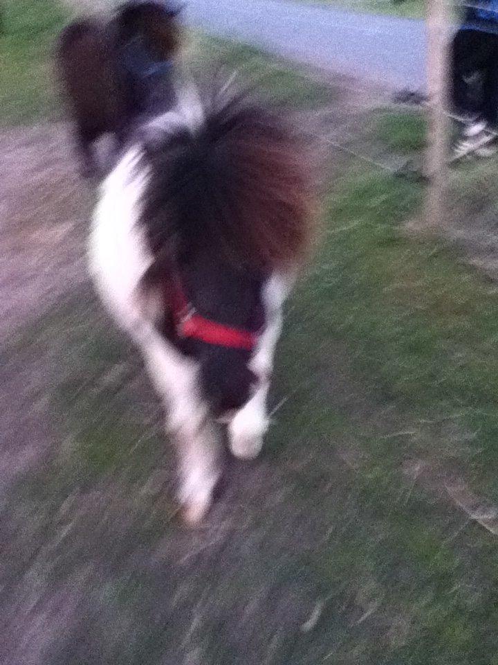 Shetlænder Mille billede 2