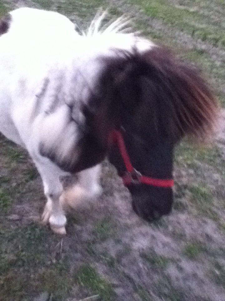 Shetlænder Mille billede 3