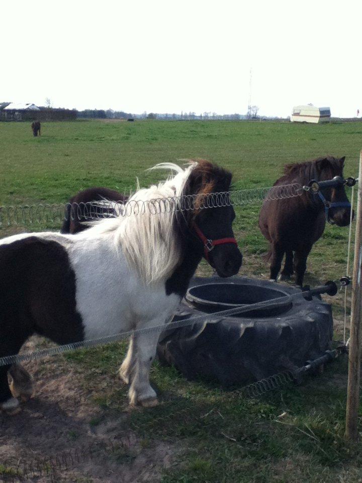 Shetlænder Mille billede 4