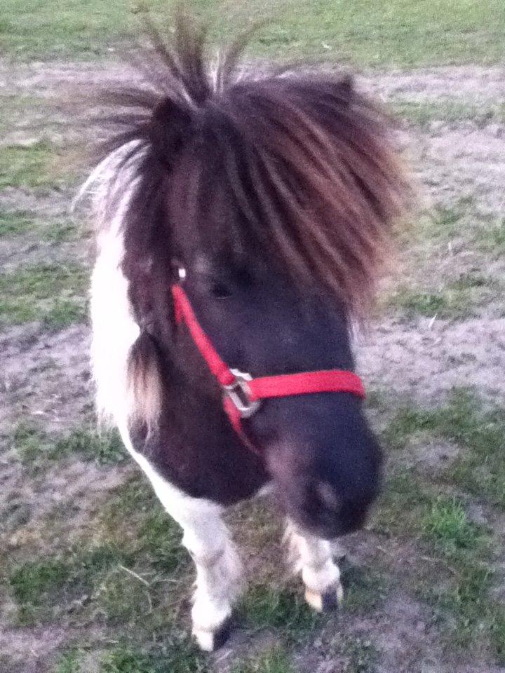 Shetlænder Mille billede 5