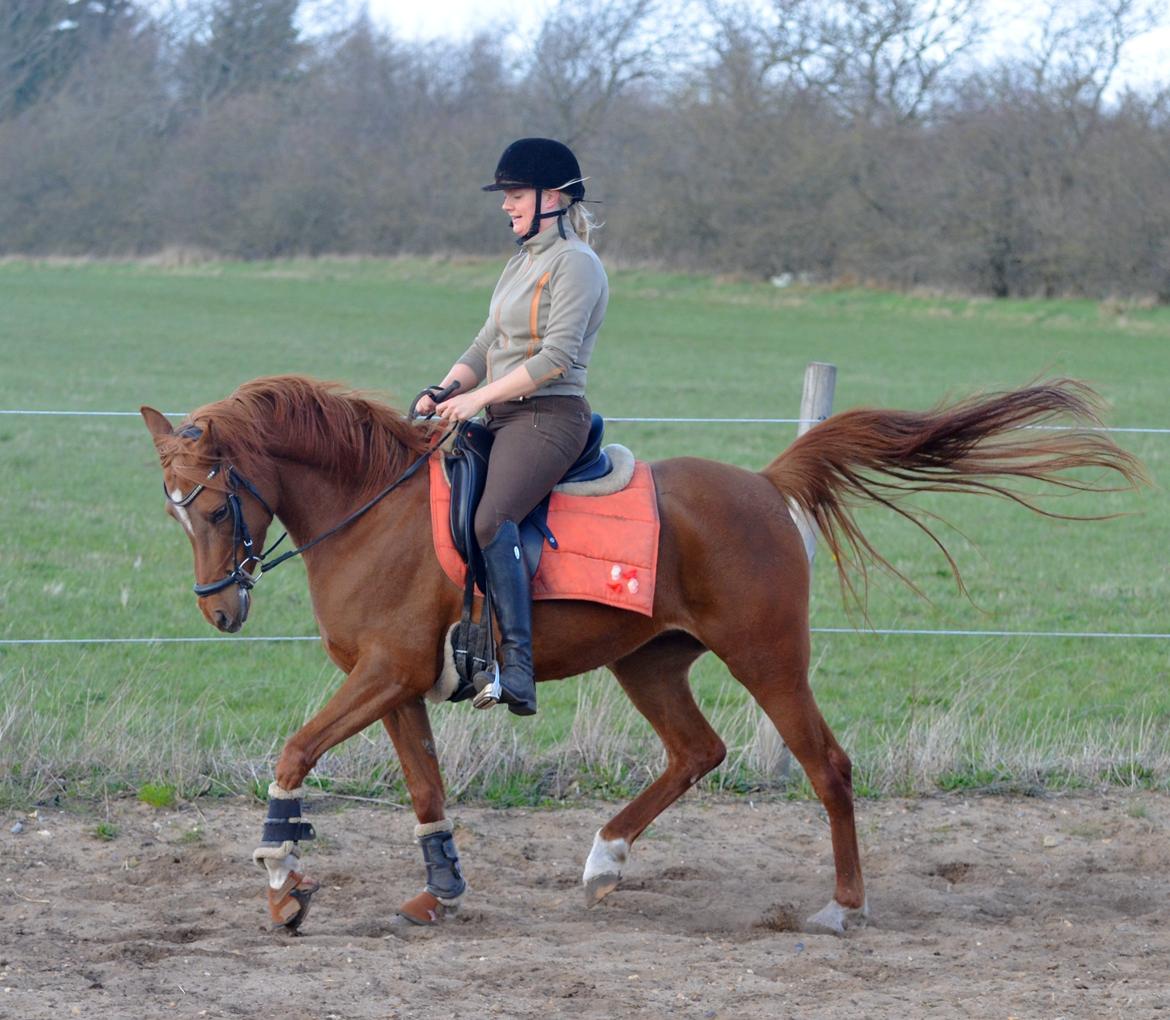Arabisk fuldblod (OX) Akira El Fabian billede 18