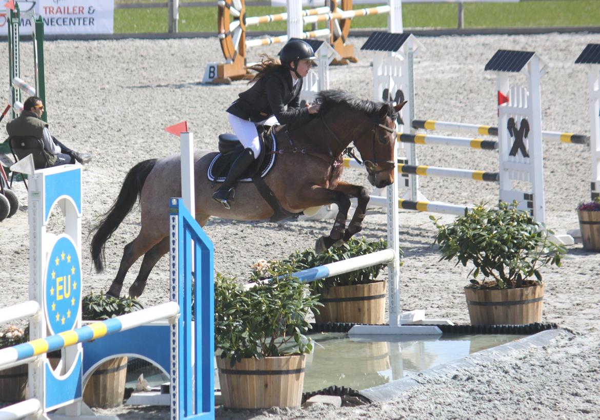 Irsk Sportspony Copper Caramel - Over vandet i MB opvarmningsklasse
Foto: Kristine Rye Svendsen, tak :) billede 15