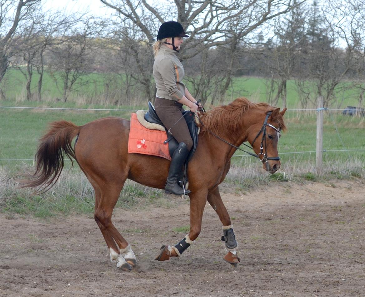 Arabisk fuldblod (OX) Akira El Fabian billede 19