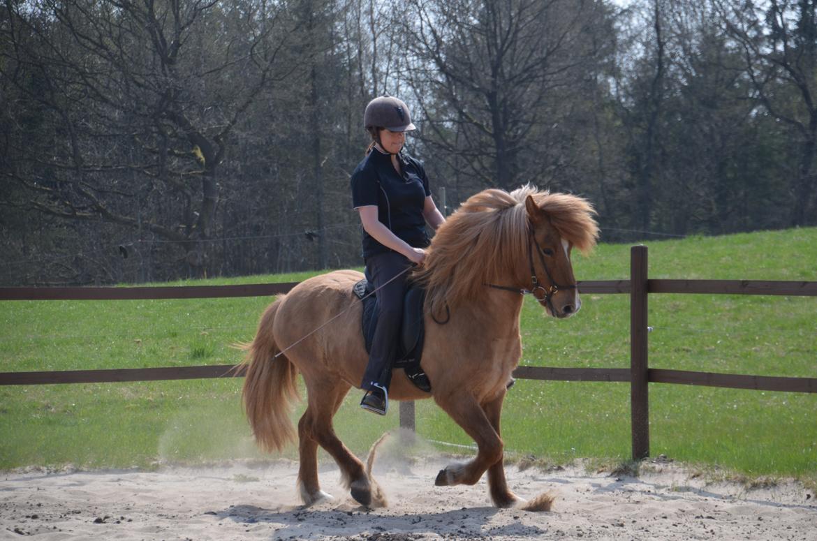 Islænder Kvistur fra Merkivoll (solgt) billede 7