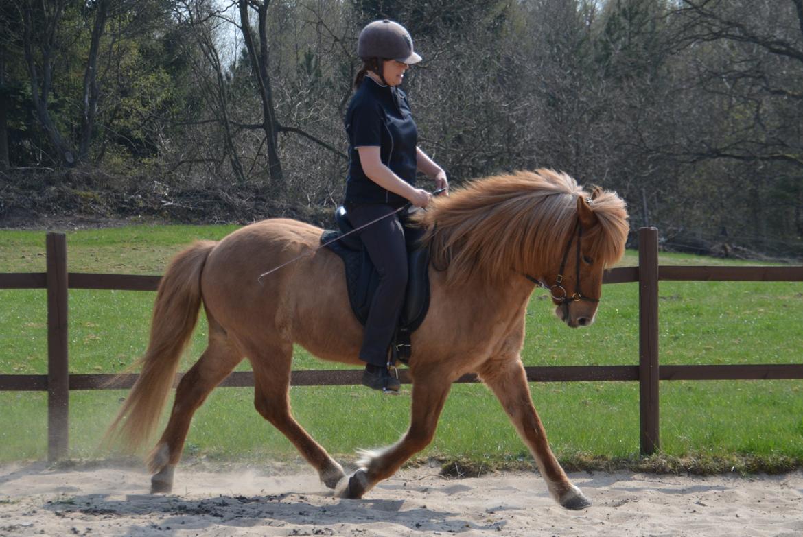 Islænder Kvistur fra Merkivoll (solgt) billede 8