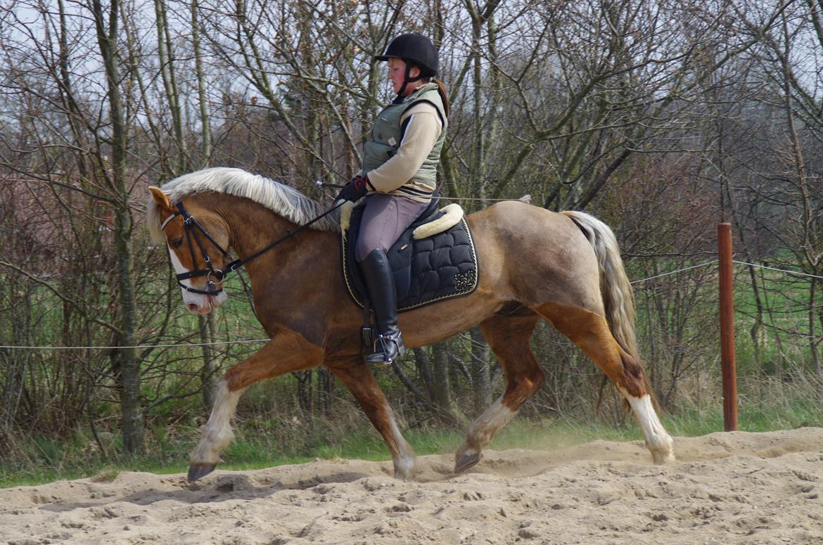 Welsh Cob (sec D) Shaitan billede 8