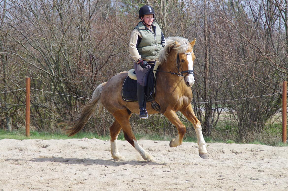 Welsh Cob (sec D) Shaitan billede 20
