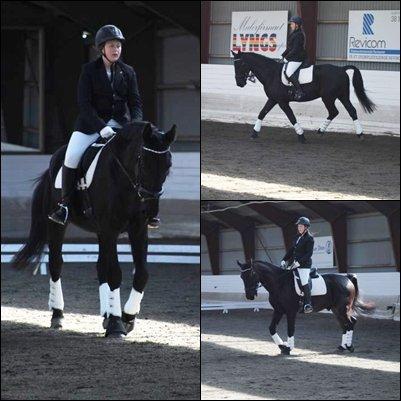 Oldenborg » Baxter - 2013. Baxter's første stævne nogensinde i hans liv. Han tog det hele total cool og forbavsede mig. ♥ billede 10