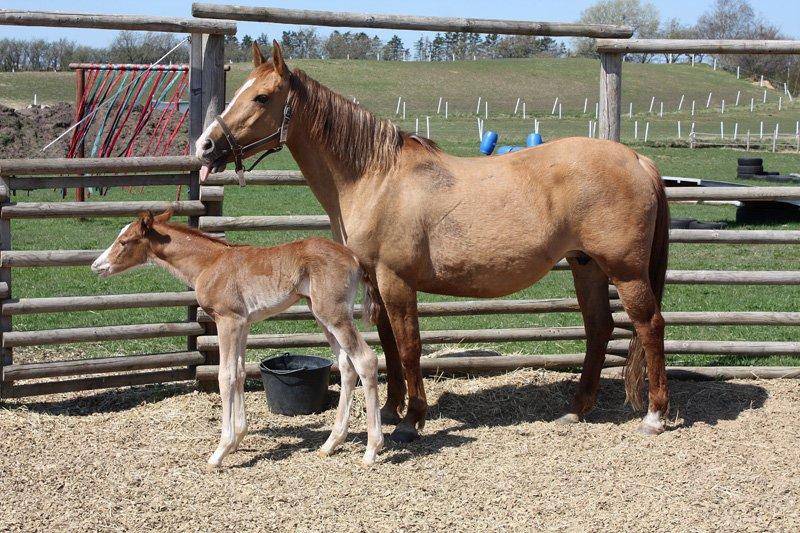 Mustang BestBreed Mustang Kalina billede 20