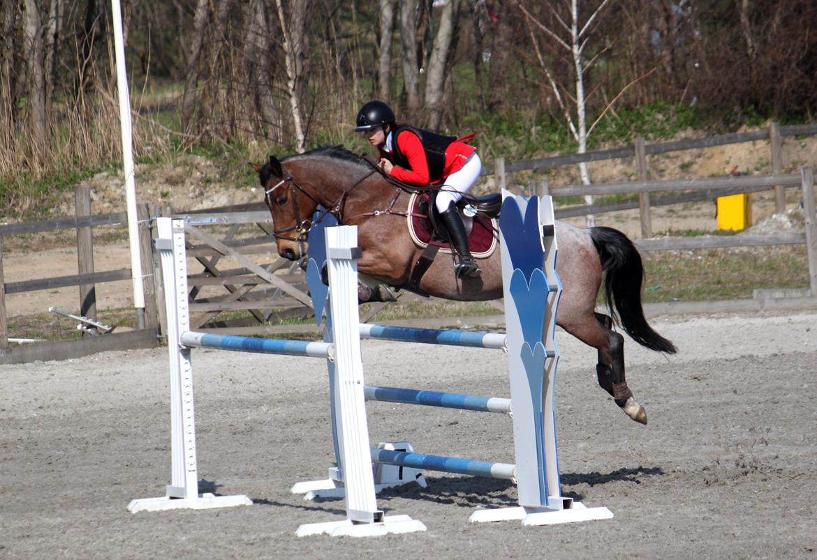 Irsk Sportspony Copper Caramel - Seje-reje <3 Første S, udtagelse til NM på Capa 2013. Foto: Kristine Rye Svendsen, tak  billede 19