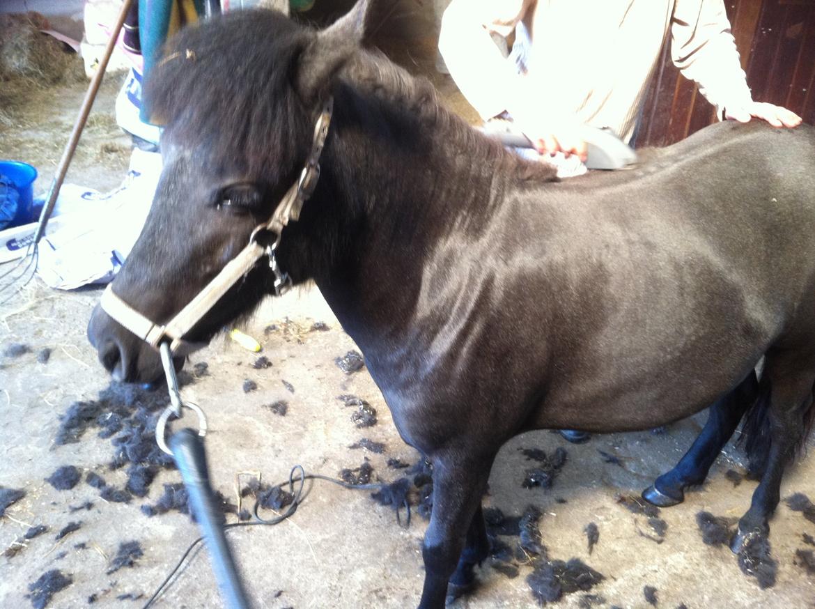 Anden særlig race Høgfeldt's Rapunsel<3 billede 13