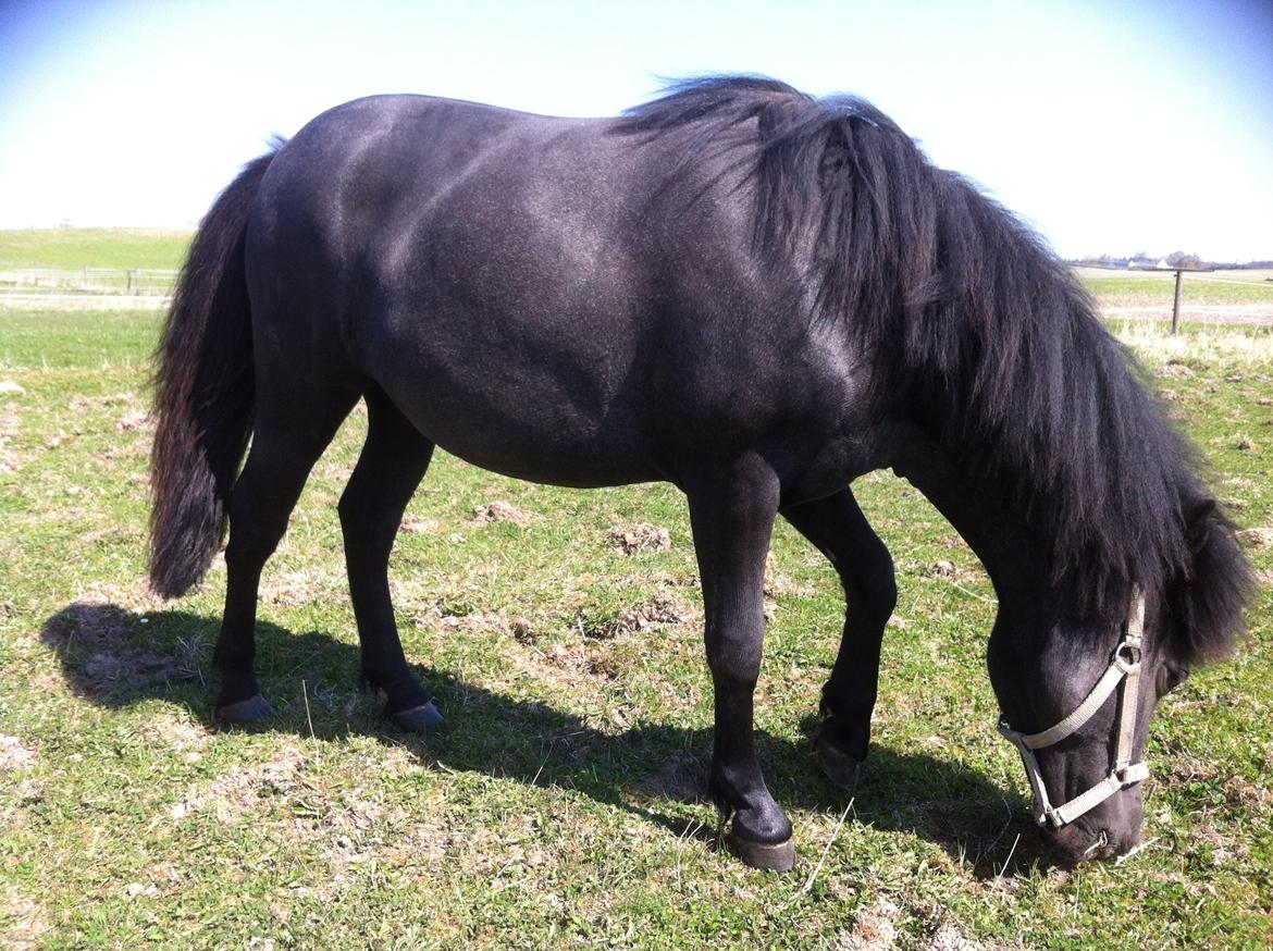 Anden særlig race Høgfeldt's Rapunsel<3 billede 14
