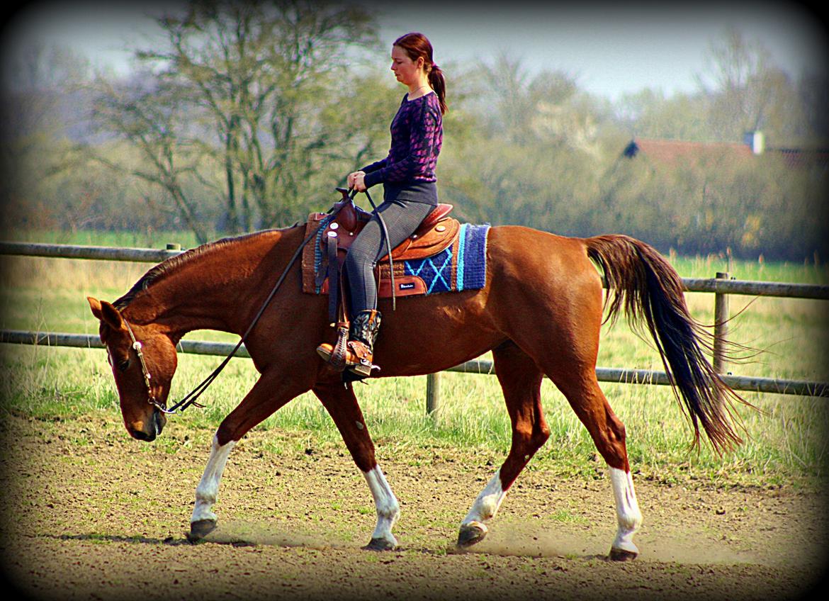 Hollandsk Varmblod Camilla - "A friend is someone who knows the song in your heart and can sing it back to you when you have forgotten the words. "
Tuse Creek Ranch Maj 2013 billede 8