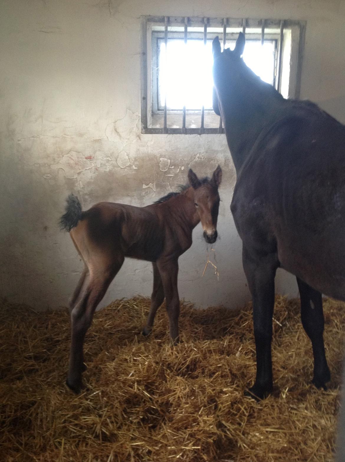 Dansk Varmblod Lyngbjergbo's Casall SOLGT. - 1 dag gamle.:-) billede 1