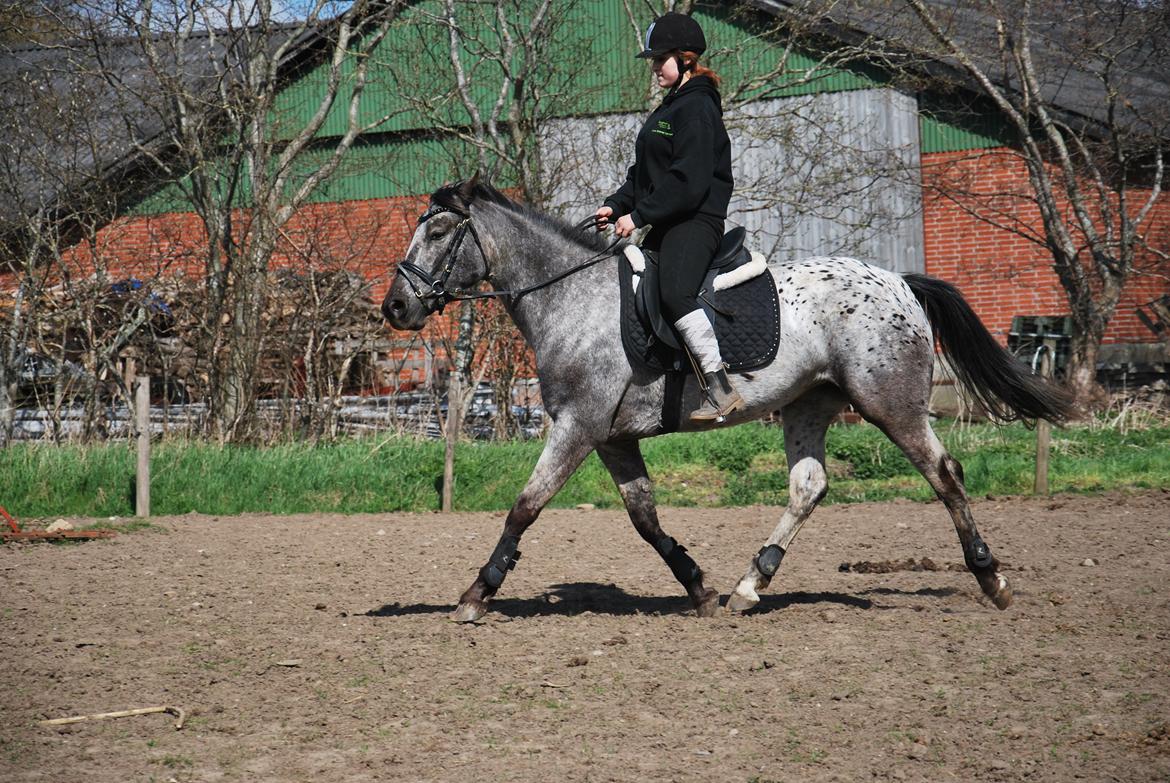 Knabstrupper elmelunds lua lani solgt billede 2