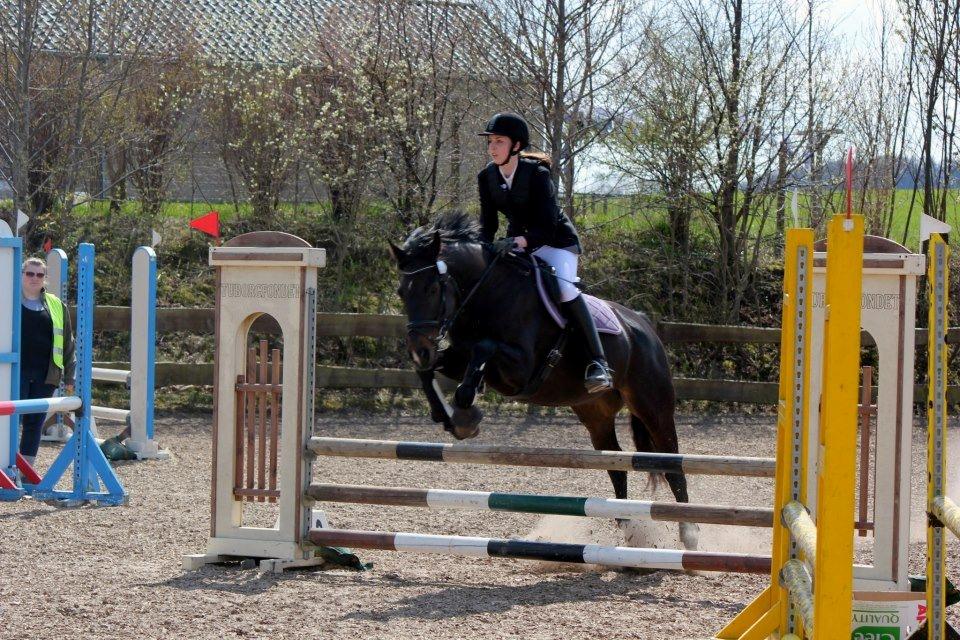 Fuldblod (XX) Staghøjgårds La Rochelle billede 6