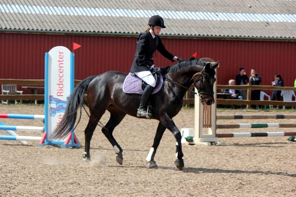 Fuldblod (XX) Staghøjgårds La Rochelle billede 20