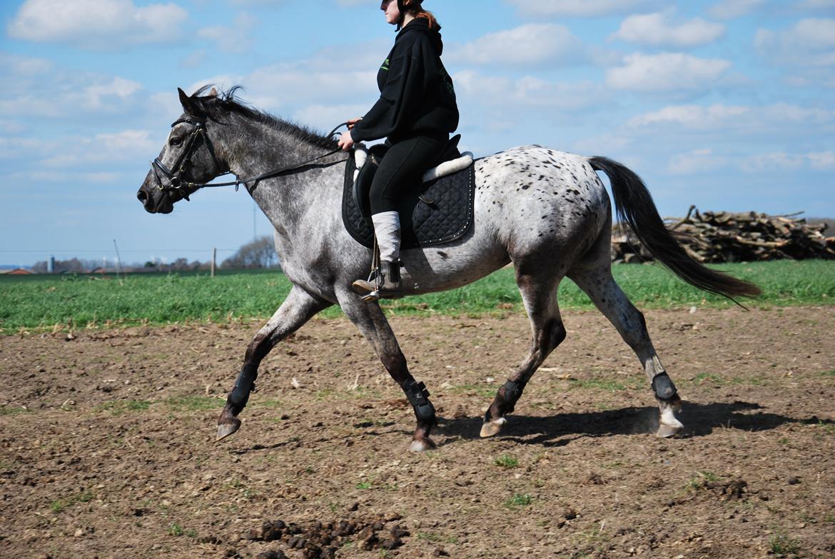 Knabstrupper elmelunds lua lani solgt billede 15
