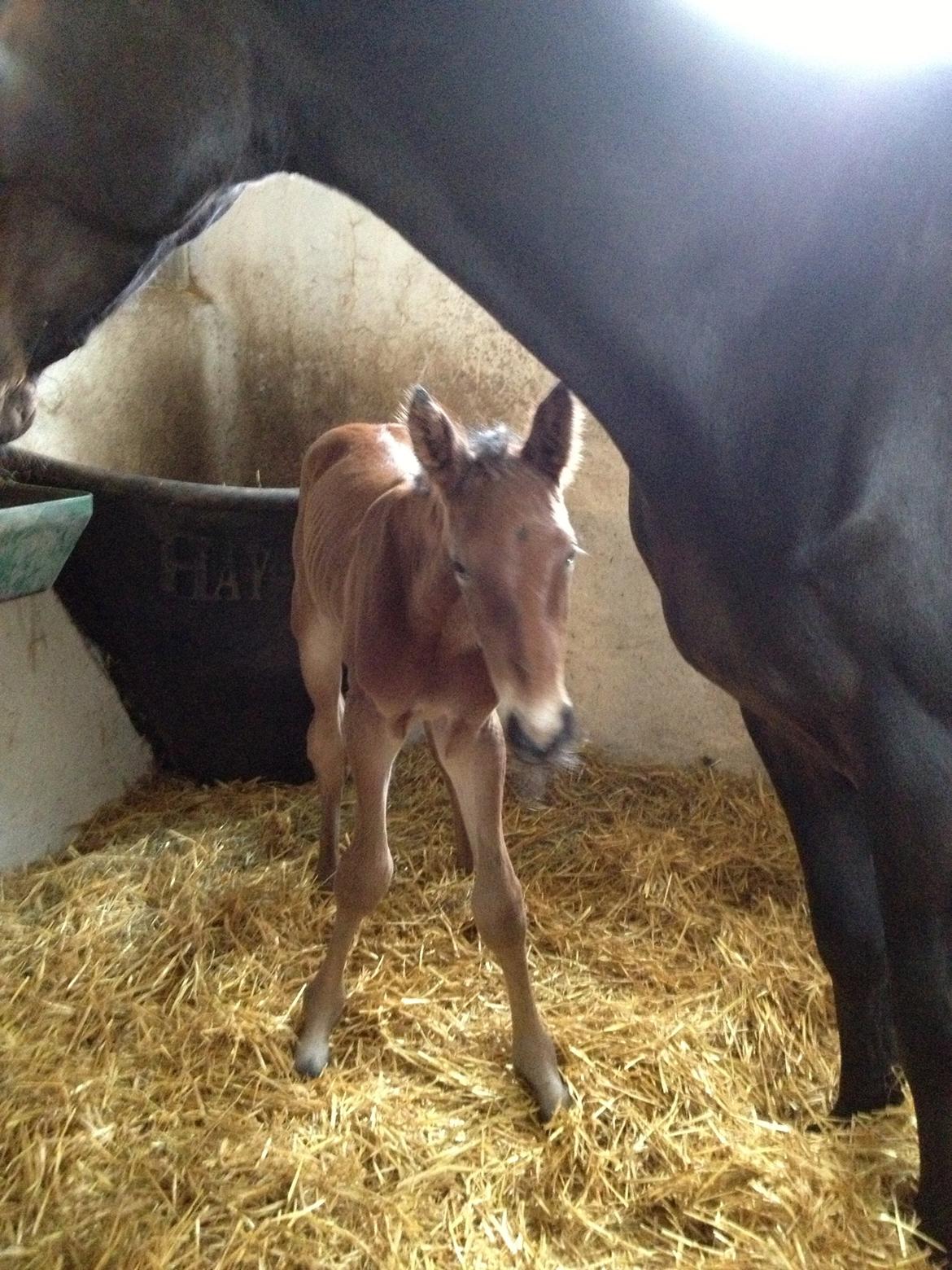 Dansk Varmblod Lyngbjergbo's Casall SOLGT. billede 2