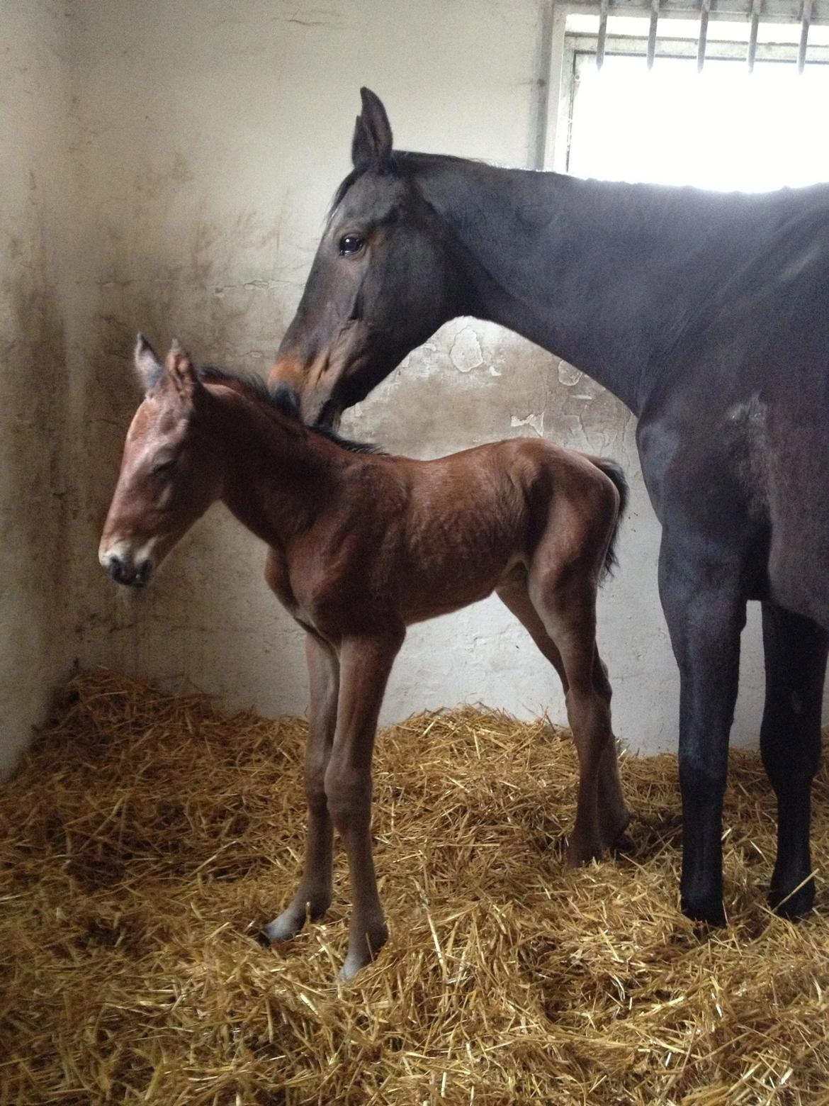 Dansk Varmblod Lyngbjergbo's Casall SOLGT. billede 3