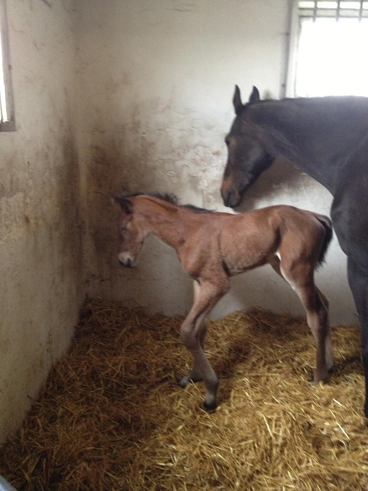 Dansk Varmblod Lyngbjergbo's Casall SOLGT. billede 4