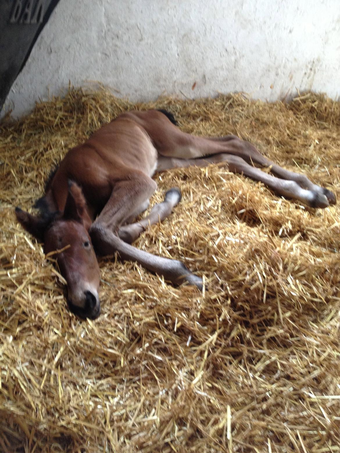 Dansk Varmblod Lyngbjergbo's Casall SOLGT. billede 5