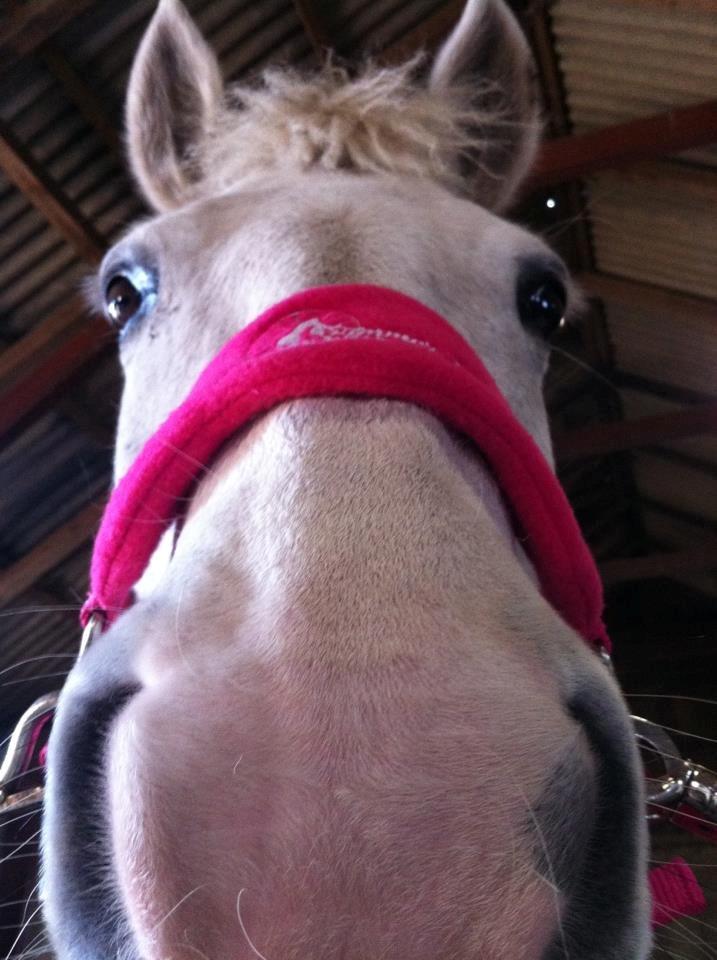 Pinto Marcia<3(Divaen<3) - Velkommen til Marcia(Divaen)<3<3 billede 1