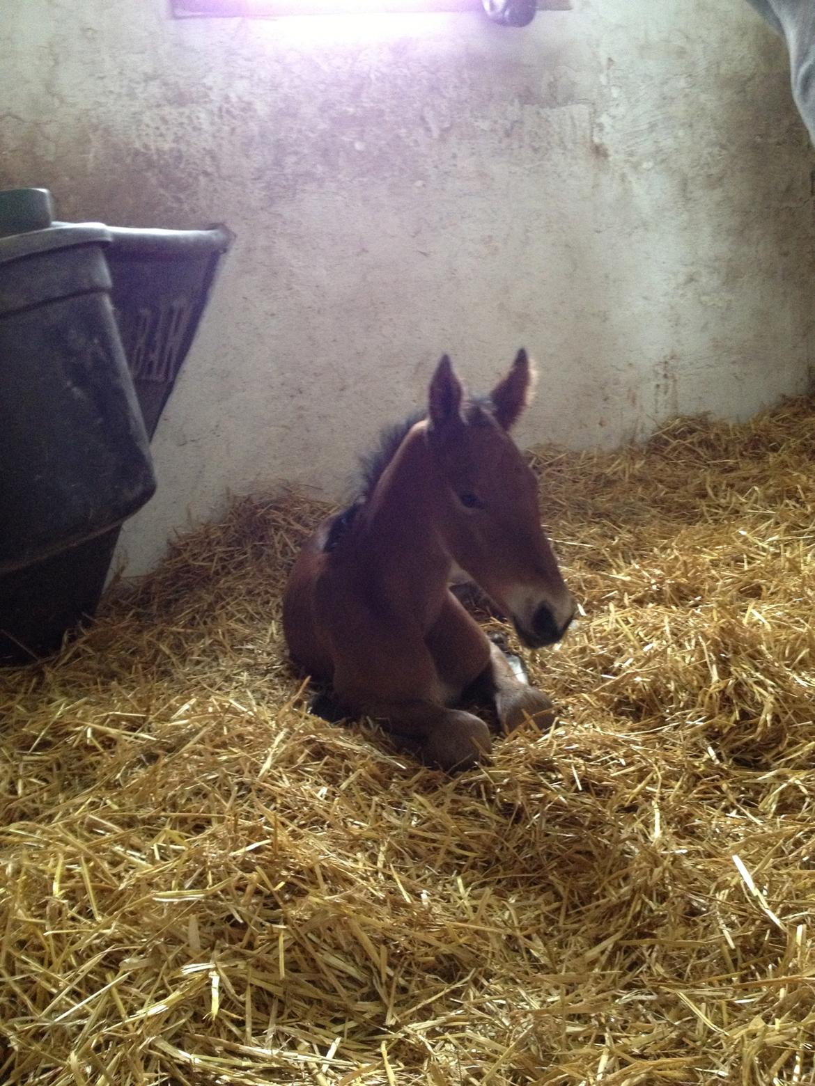 Dansk Varmblod Lyngbjergbo's Casall SOLGT. billede 6