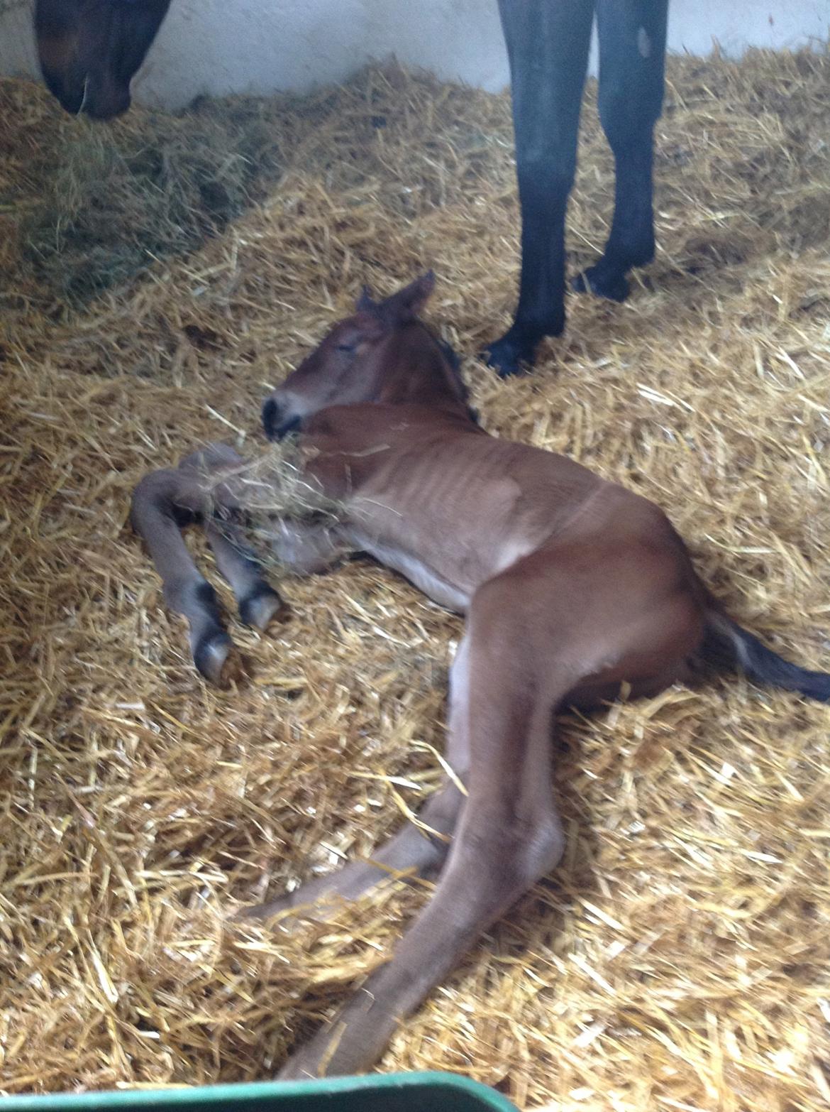 Dansk Varmblod Lyngbjergbo's Casall SOLGT. billede 7