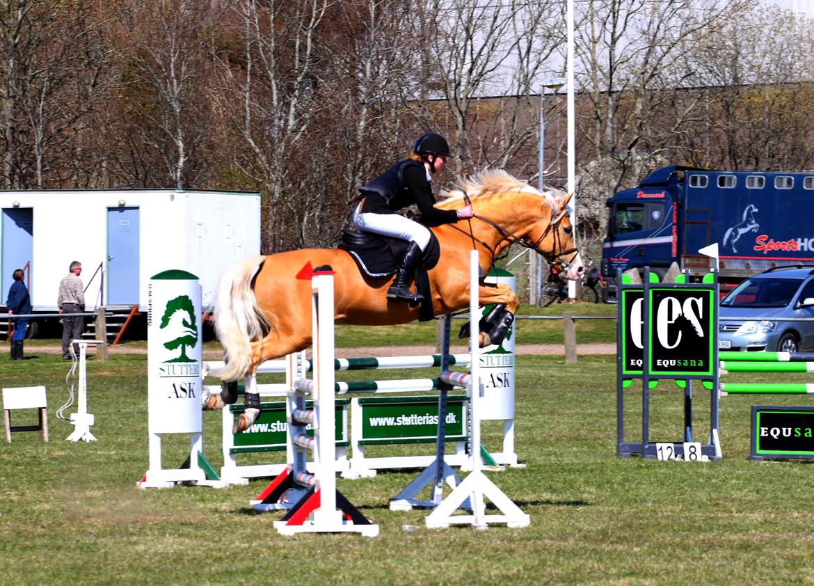 Palomino Shulay Gold Fever - 105 cm til hans første C-stævne. Efter blot en måned sammen :) fotograf: sh-foto billede 19