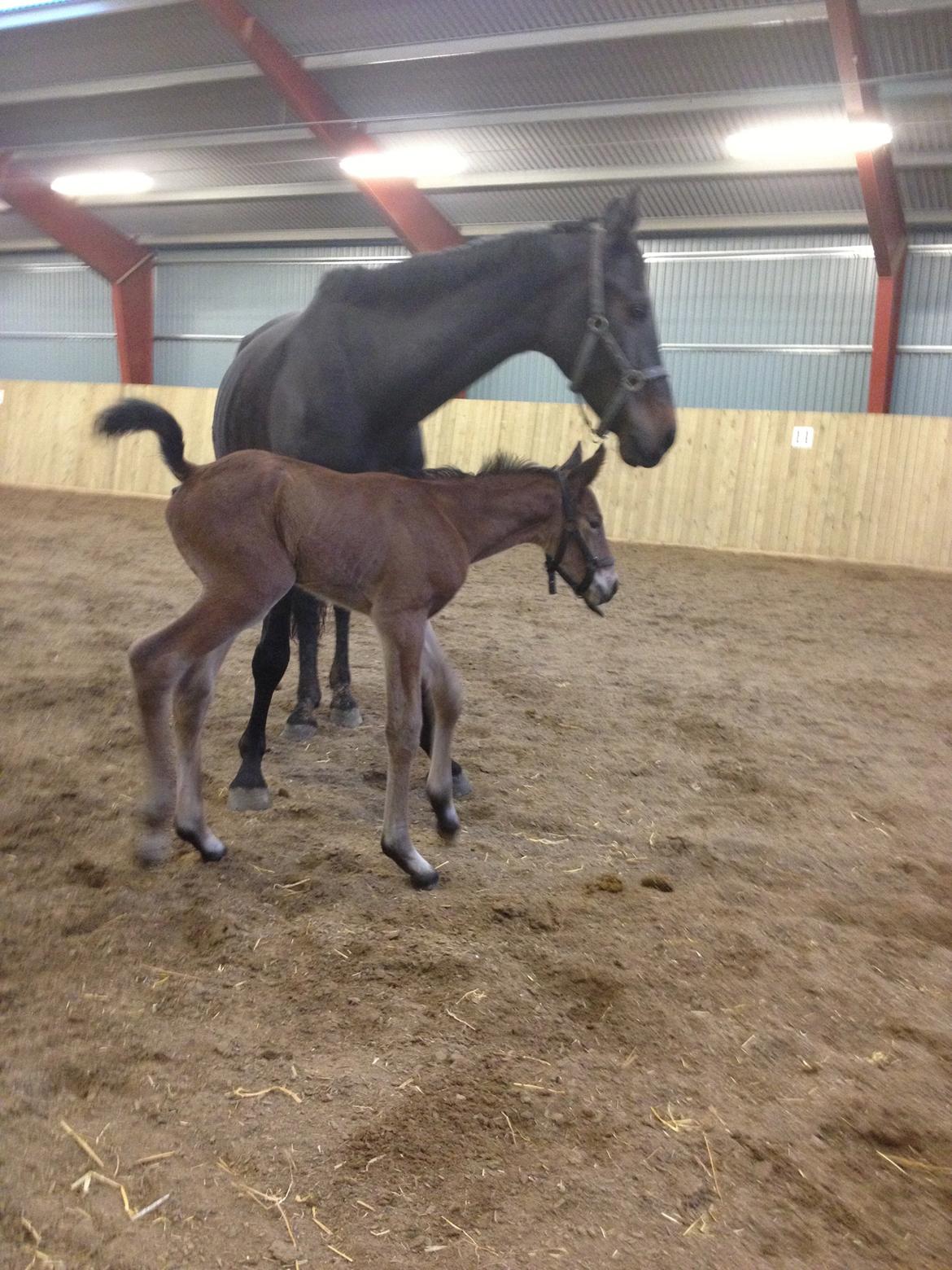 Dansk Varmblod Lyngbjergbo's Casall SOLGT. billede 8