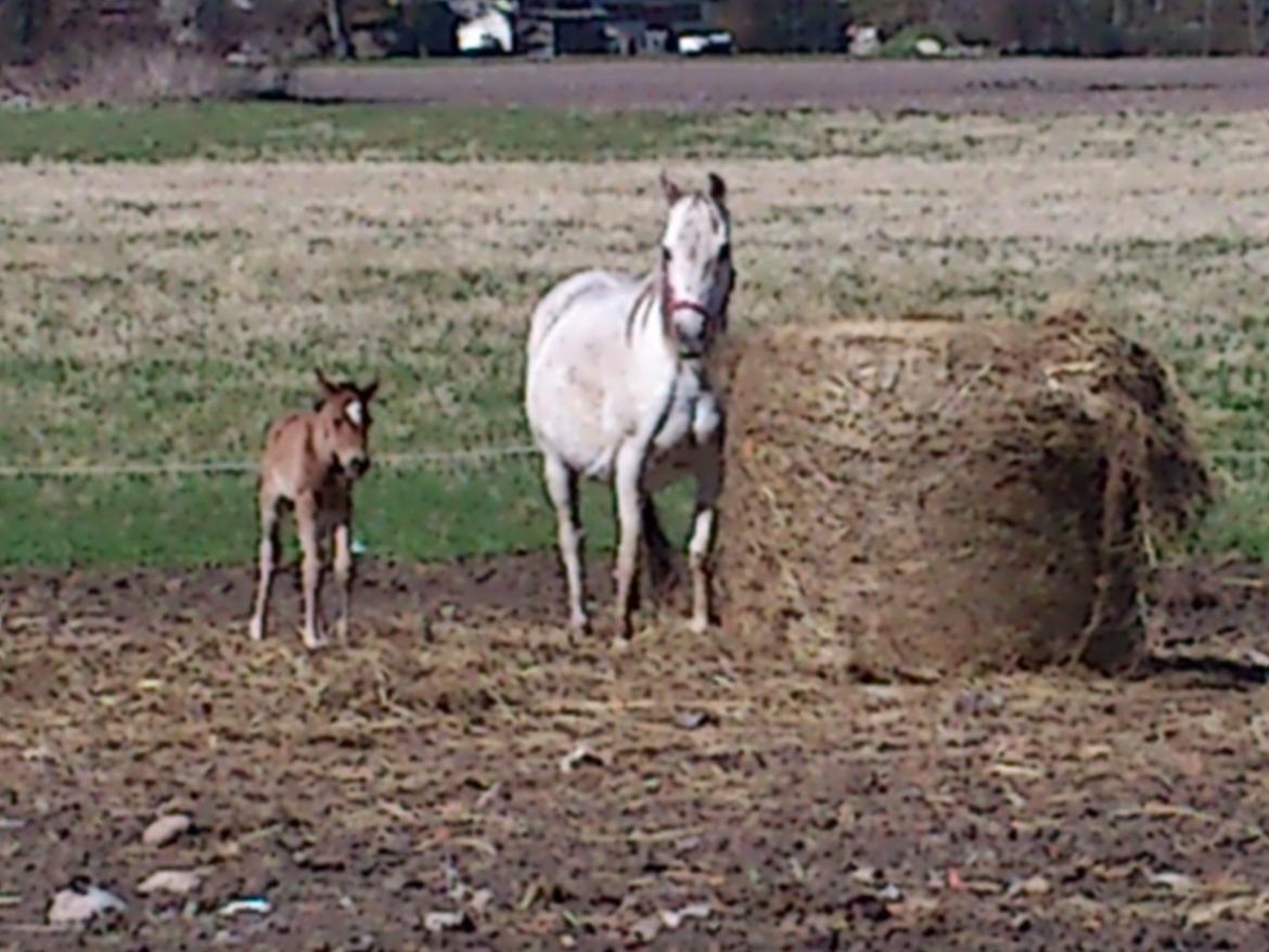 Anden særlig race Sunshine billede 5