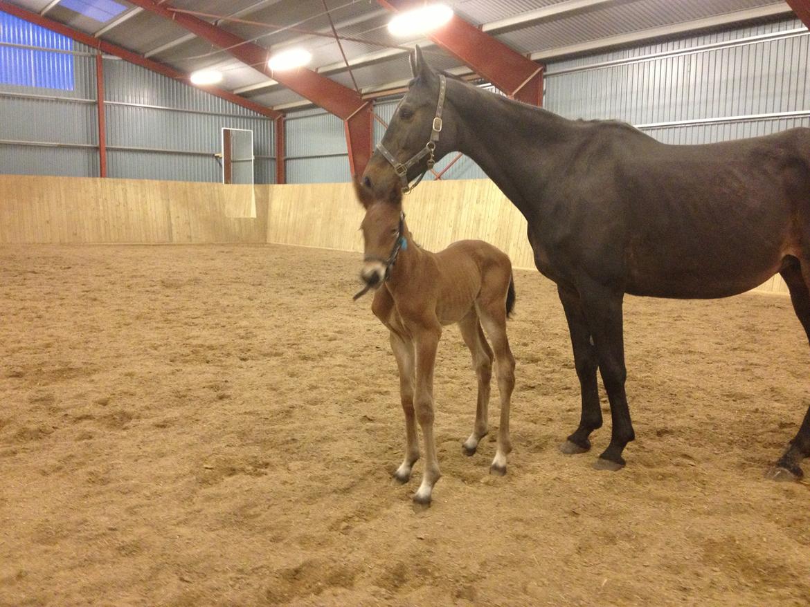 Dansk Varmblod Lyngbjergbo's Casall SOLGT. billede 9